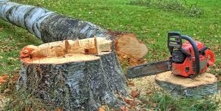 Trusted La Vista, NE Tree Care Experts