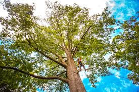 How Our Tree Care Process Works  in  La Vista, NE