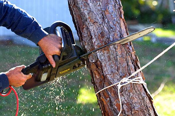 Lawn Maintenance Plans in La Vista, NE
